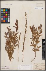 Foto von Salix aurita L. x Salix purpurea L.